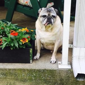 Meet your Posher, Jodie